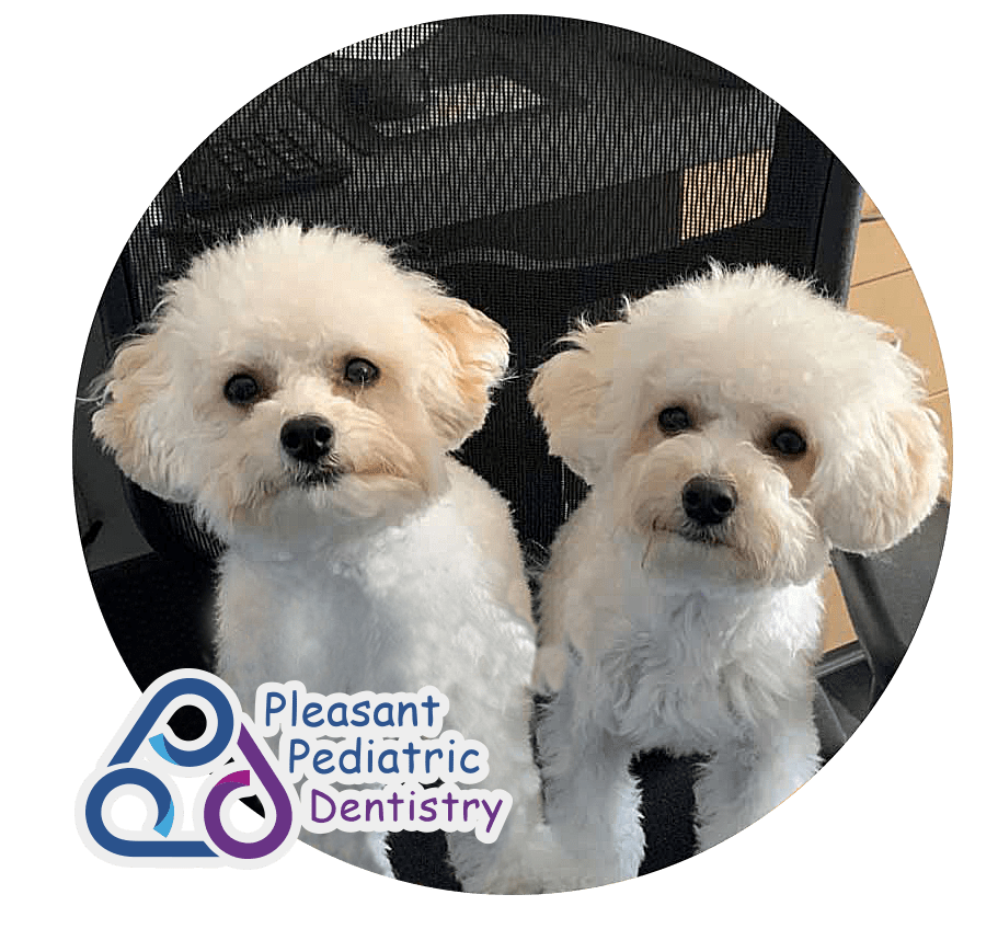 Two white dogs from Pleasant Pediatric Dentistry
