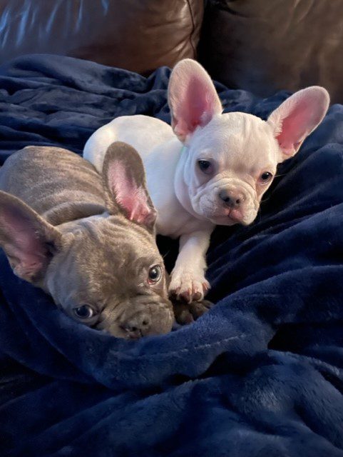 Olly and Oddie